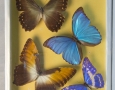 Коллекция энтомологическая. Тропические бабочки и насекомые. Морфиды. Конец XX века.