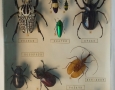 Коллекция энтомологическая. Тропические бабочки и насекомые. Тропические жуки. Конец XX века.