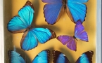  Бабочки из коллекции музея.